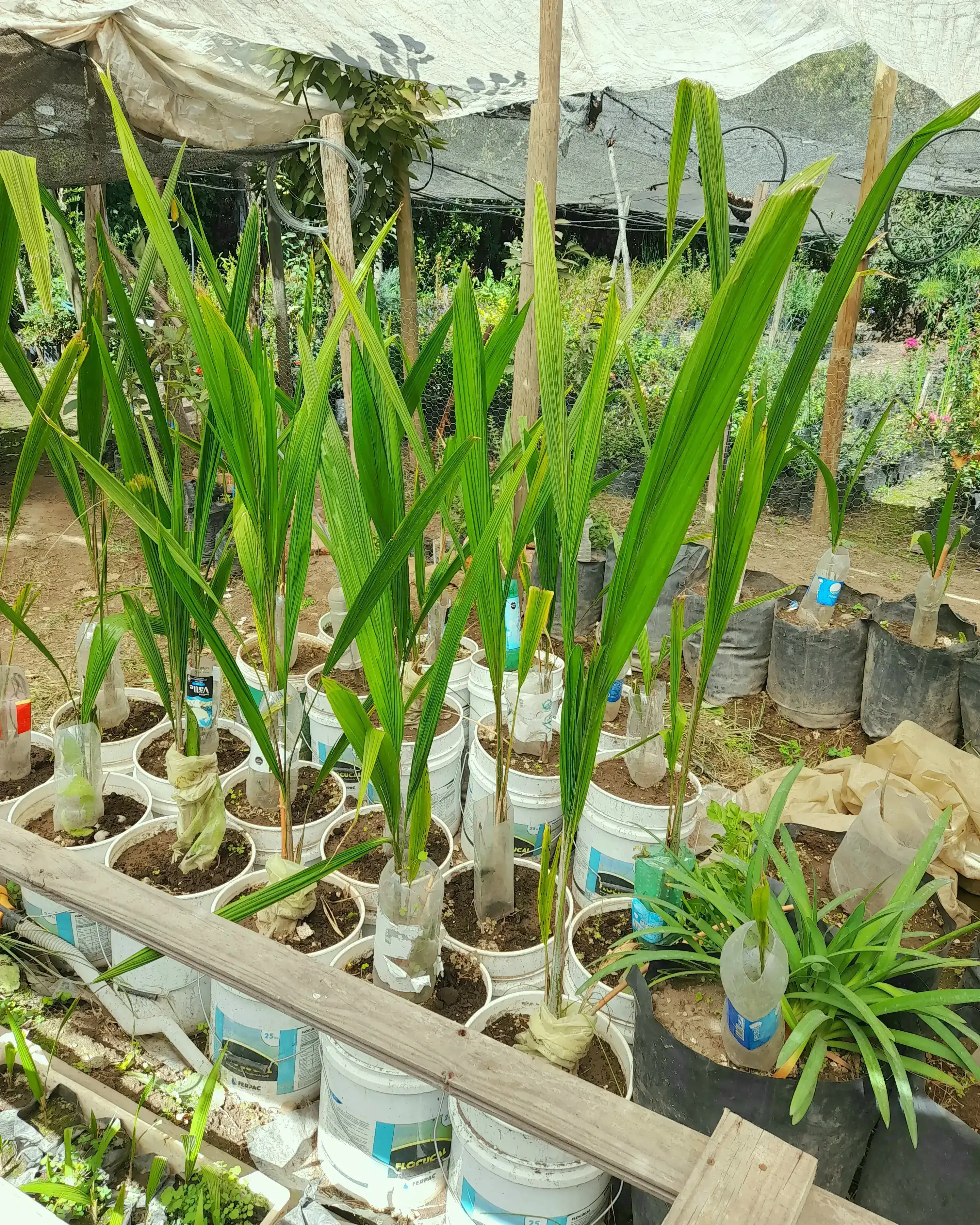 Coco plumosa 3