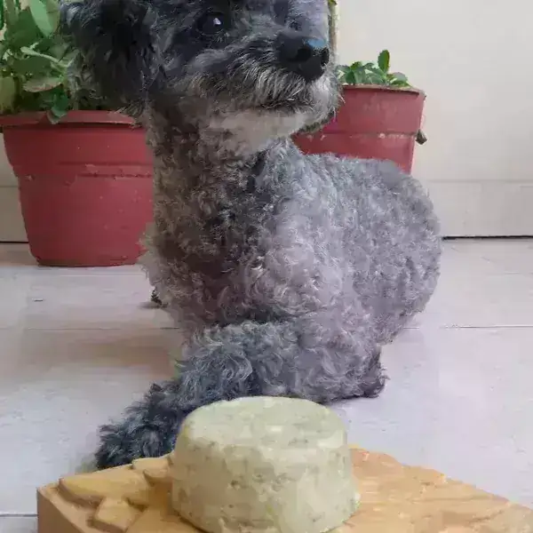 Shampoo Perros 2