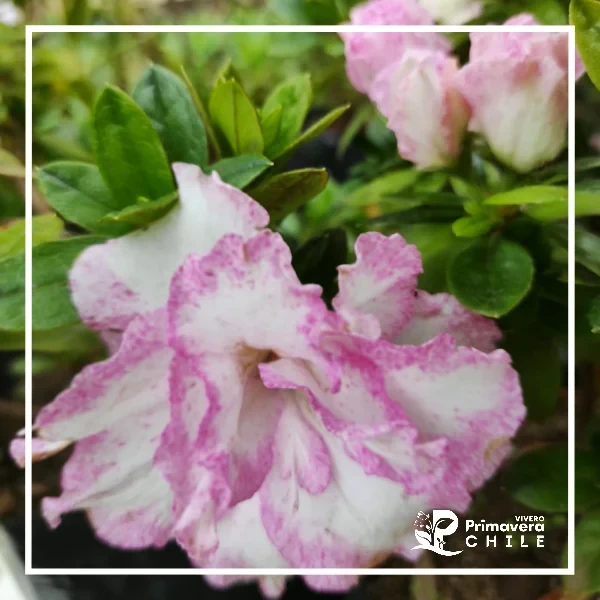 Azalea Acuarela