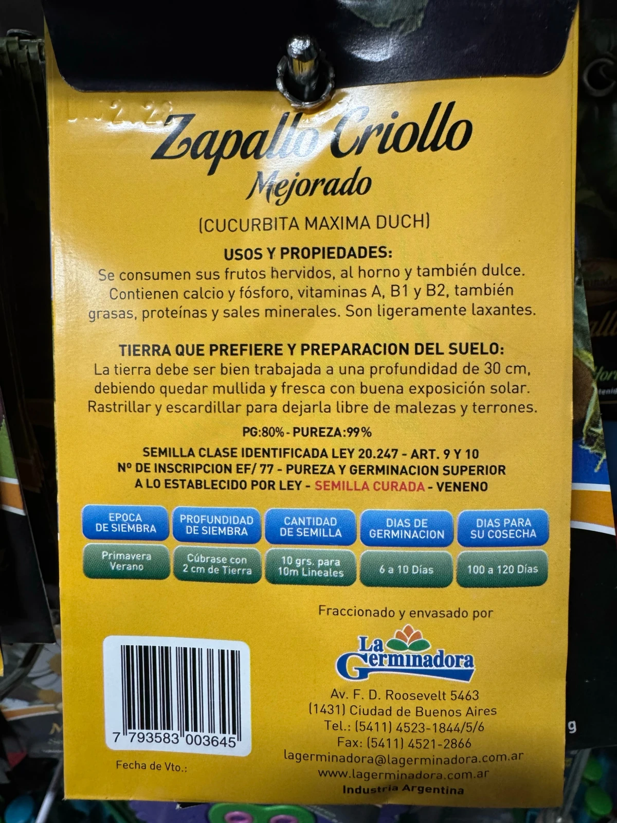 Zapallo criollo  2
