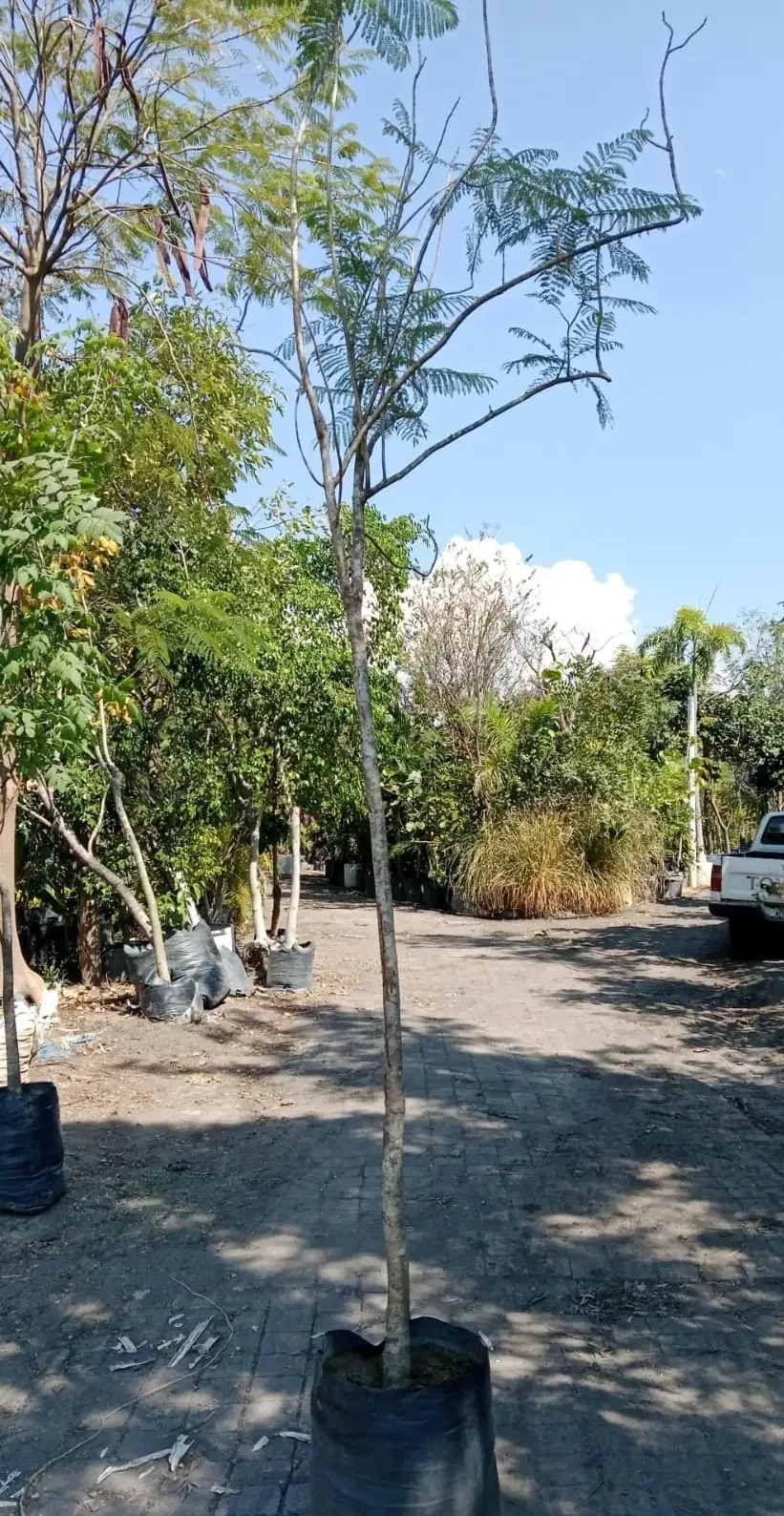 Jacaranda2