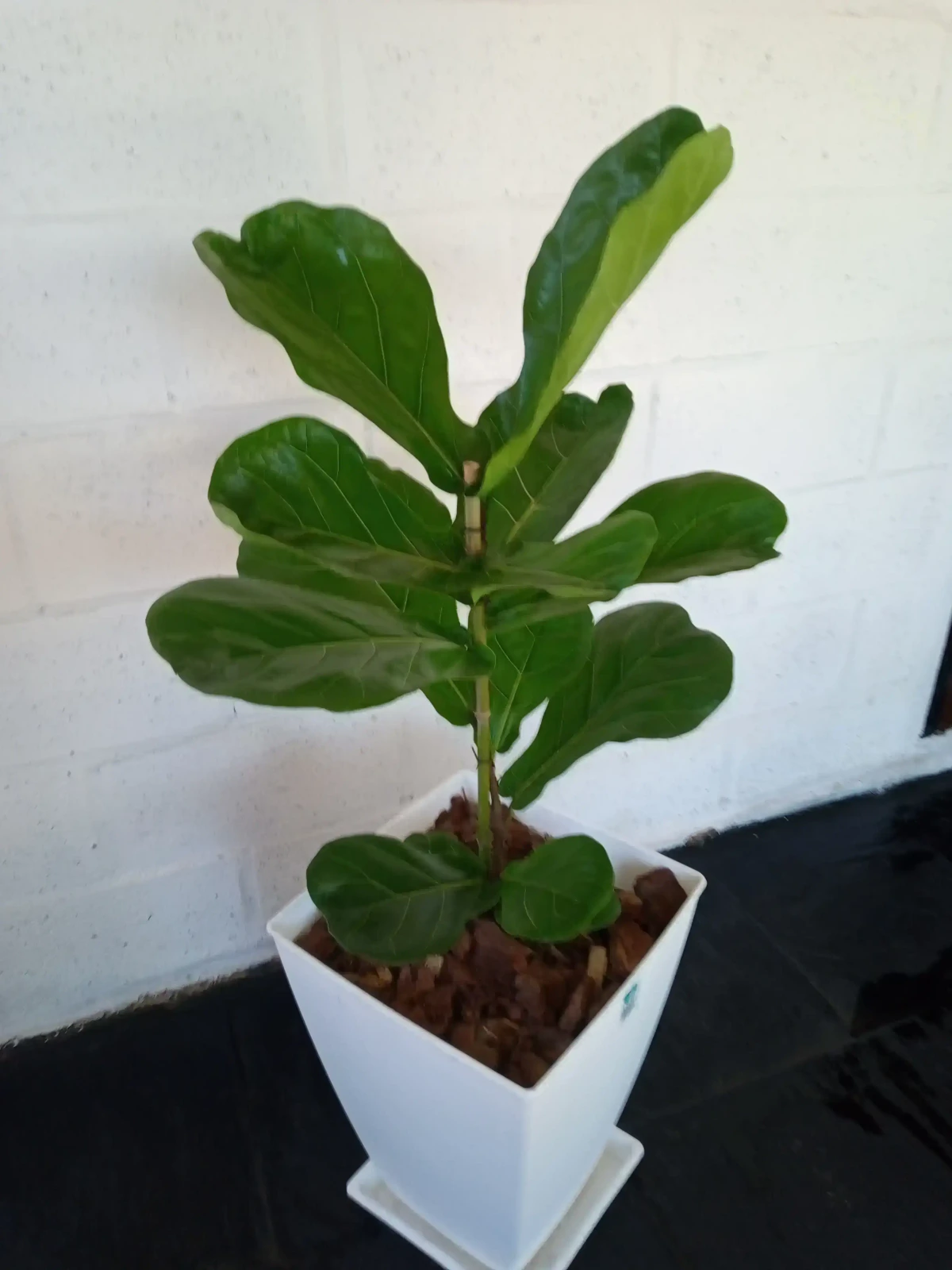 Ficus Pandurata en Maceta 