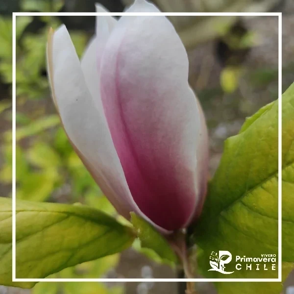Magnolio Soulangeana Color al Azar