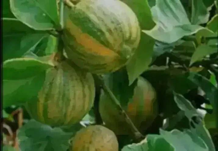 Limonero variegado