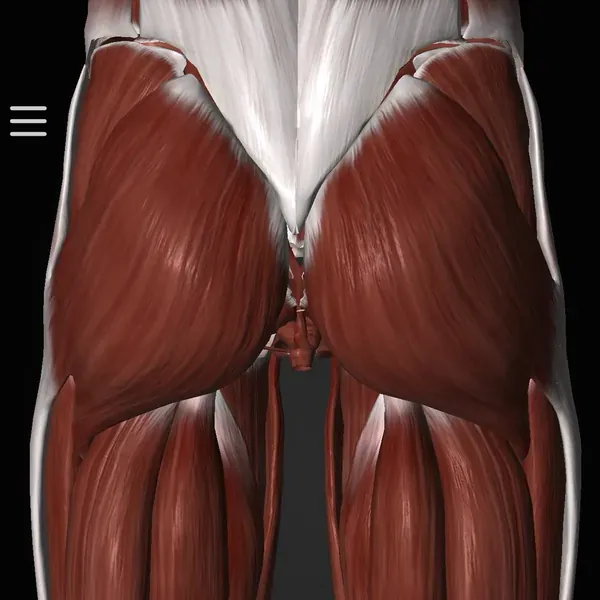 Gluteos