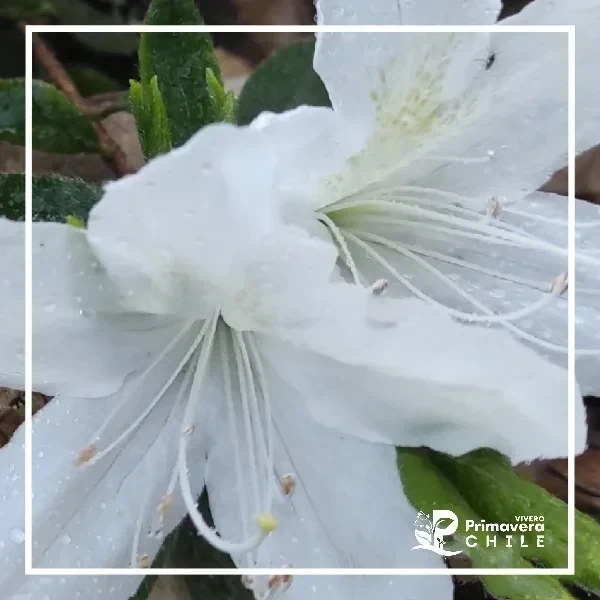 Azalea Blanca Grande 