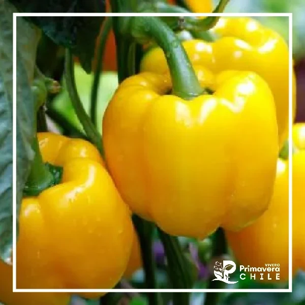 Semillas Pimiento Amarillo