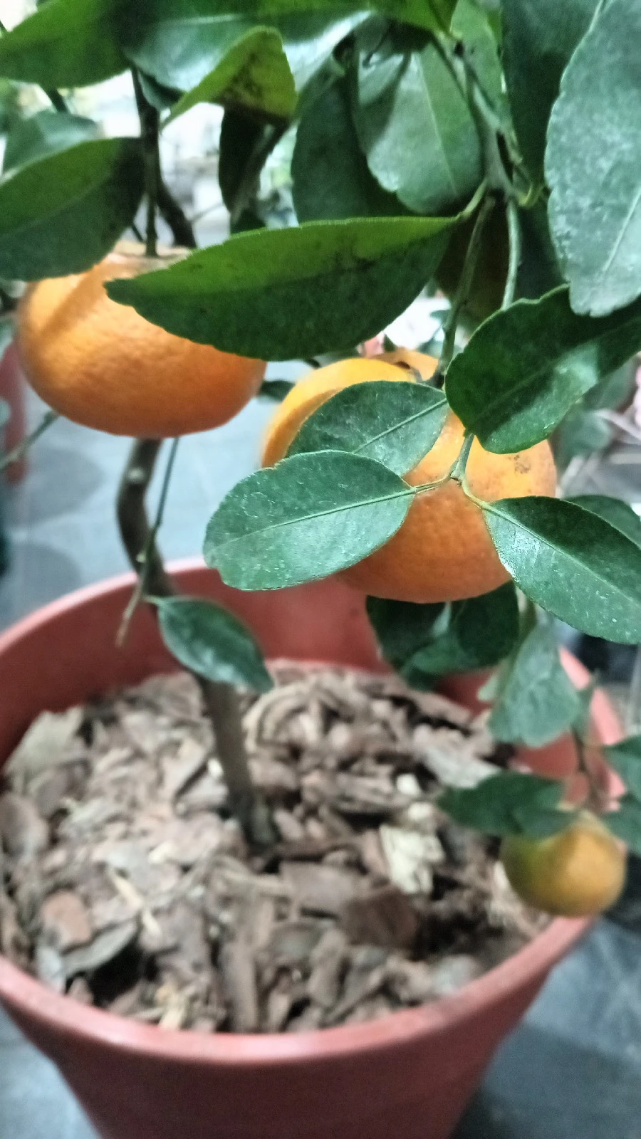 Mandarina Dancy Enana c/maceta 4