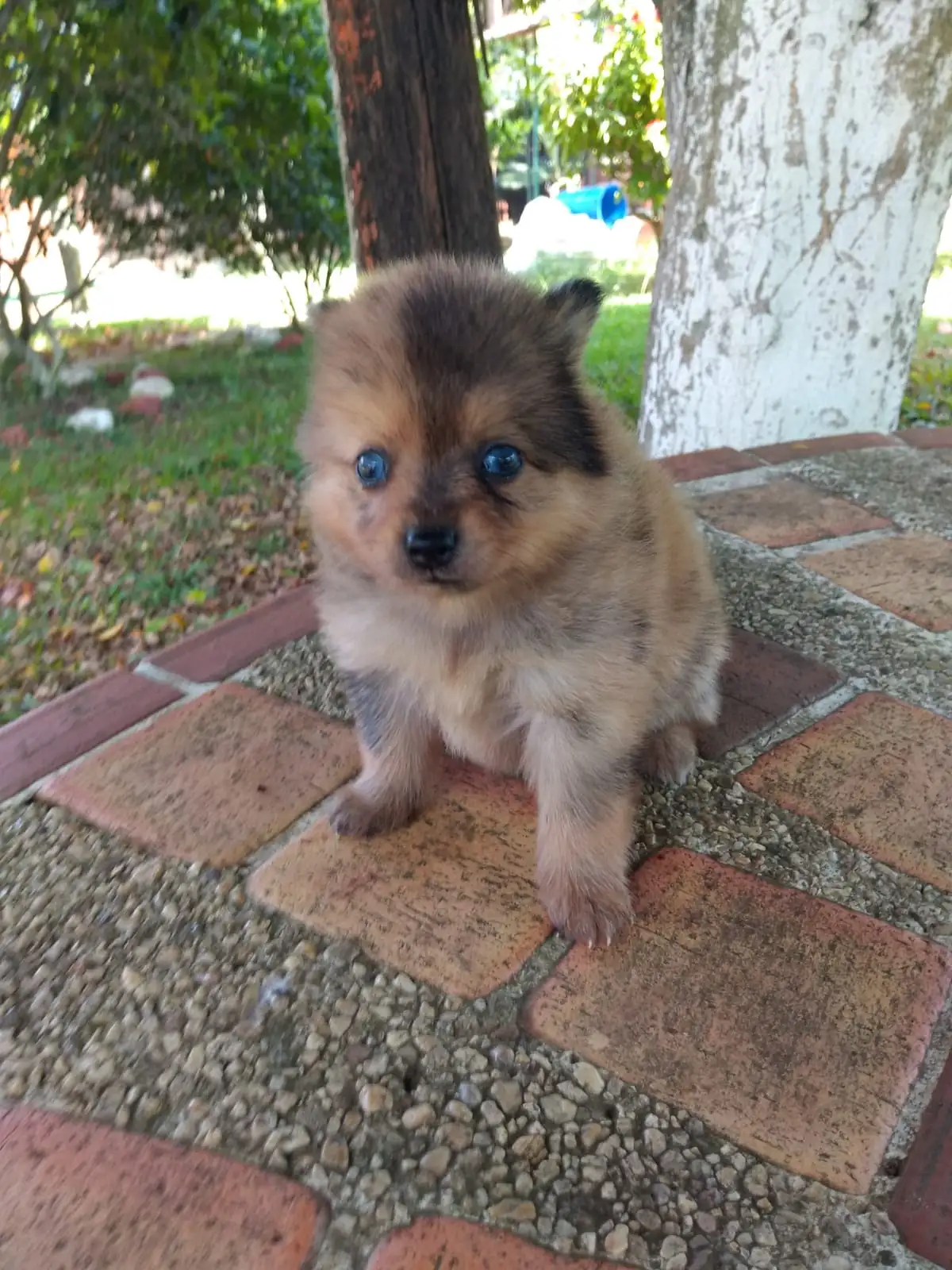 Pomerania Hembra ❤️ 2