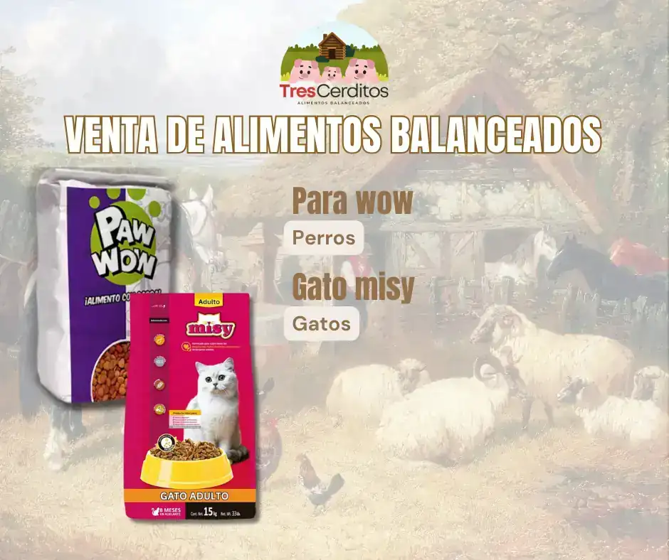 Gato Misy Kileo