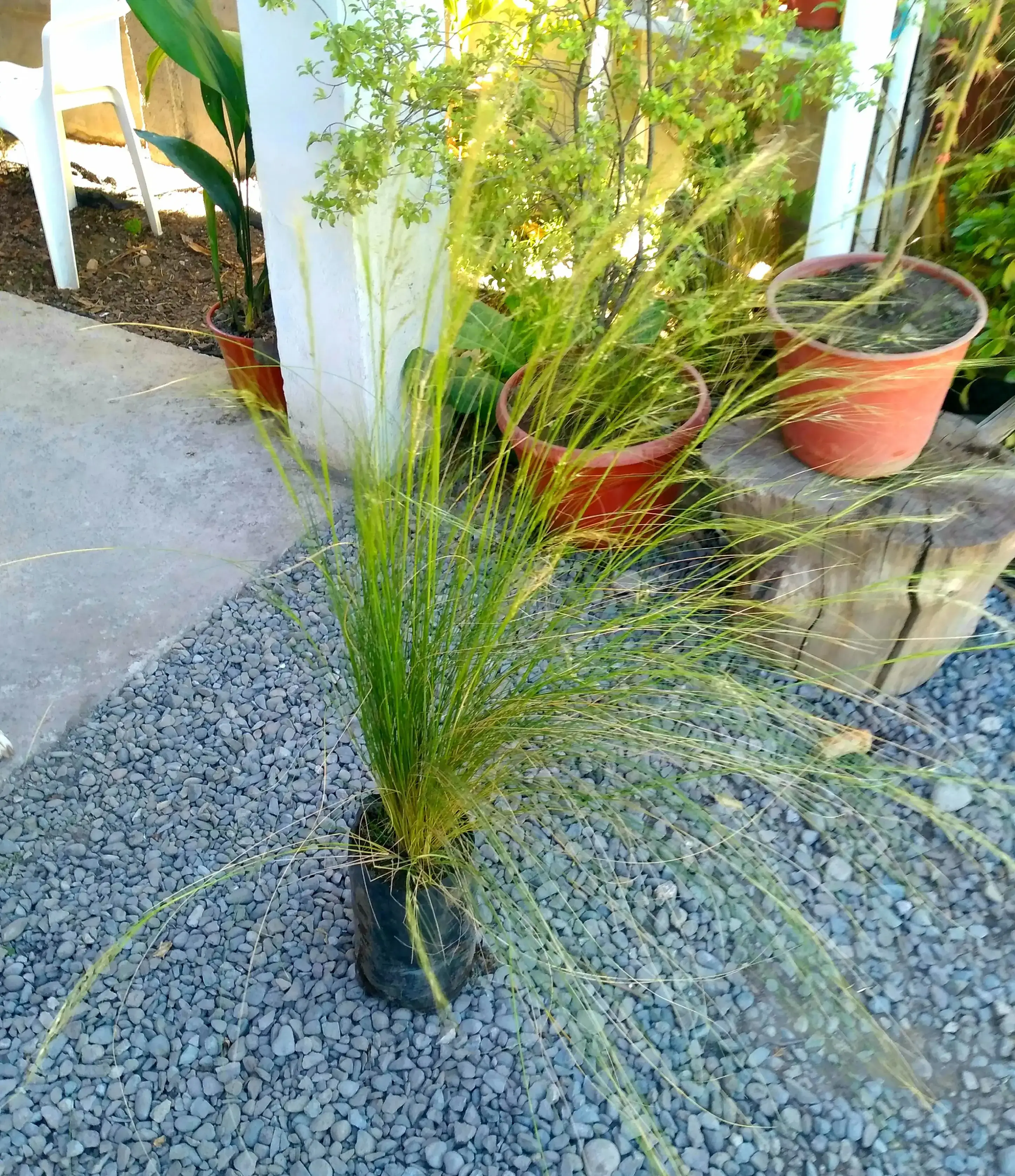 Estipa 3