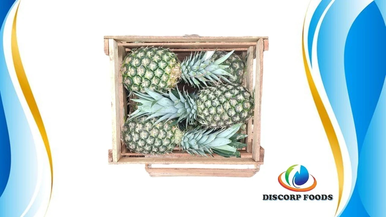 PIÑA GOLDEN 2
