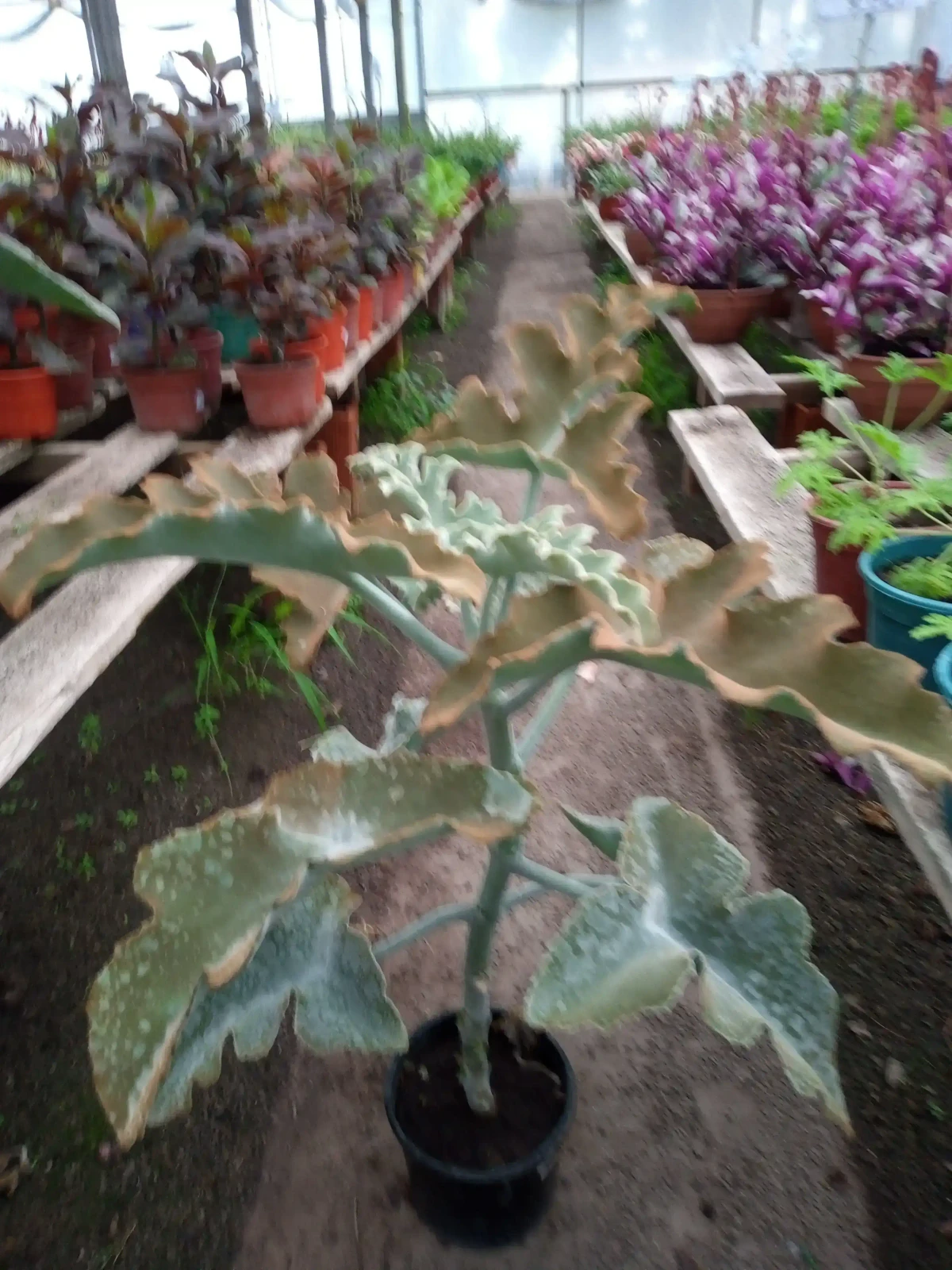 Kalanchoe  3