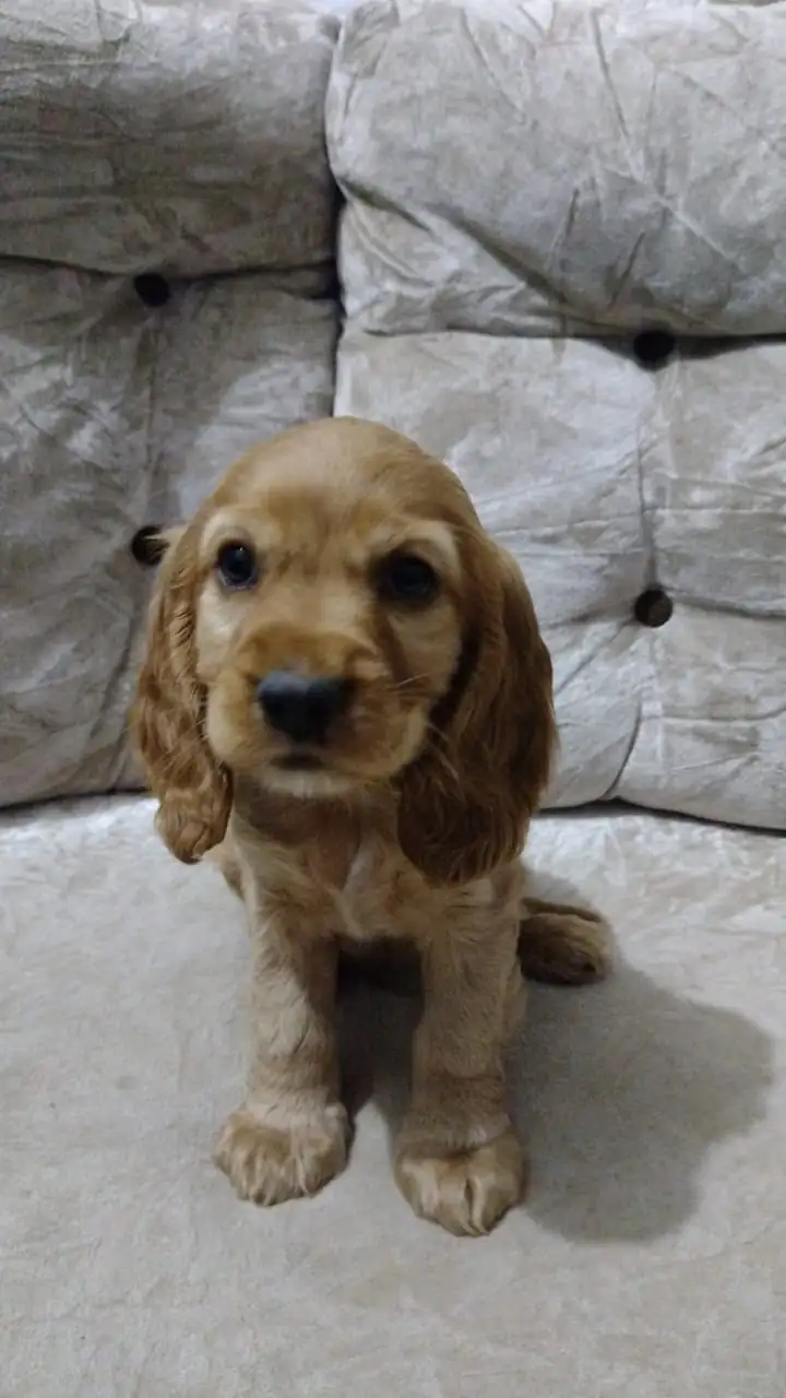Cockers Spaniel