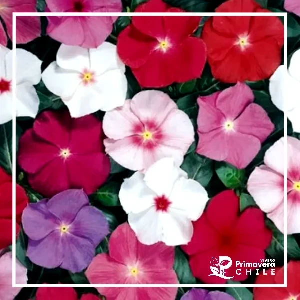 Semillas Vinca Rosea