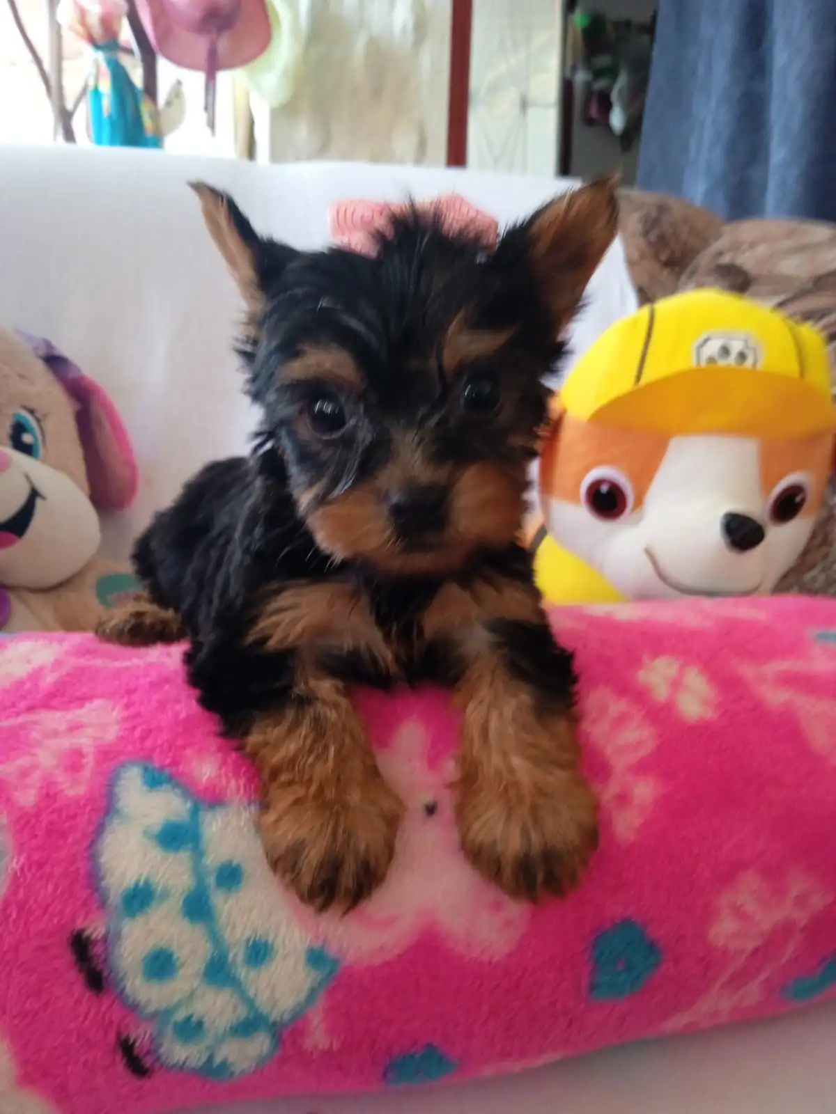 YORKSHIRE 🎀 TERRIER  2