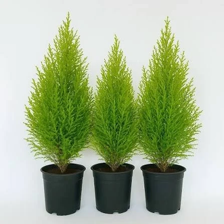 Pino Limon 2
