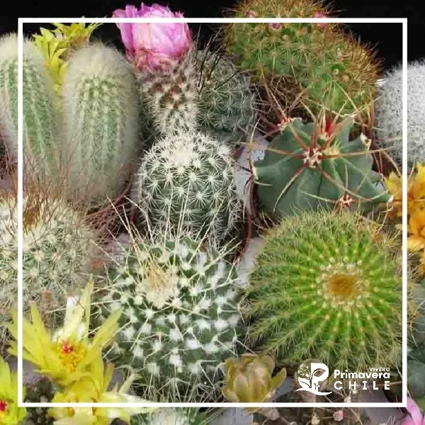 Semillas Cactus Variados