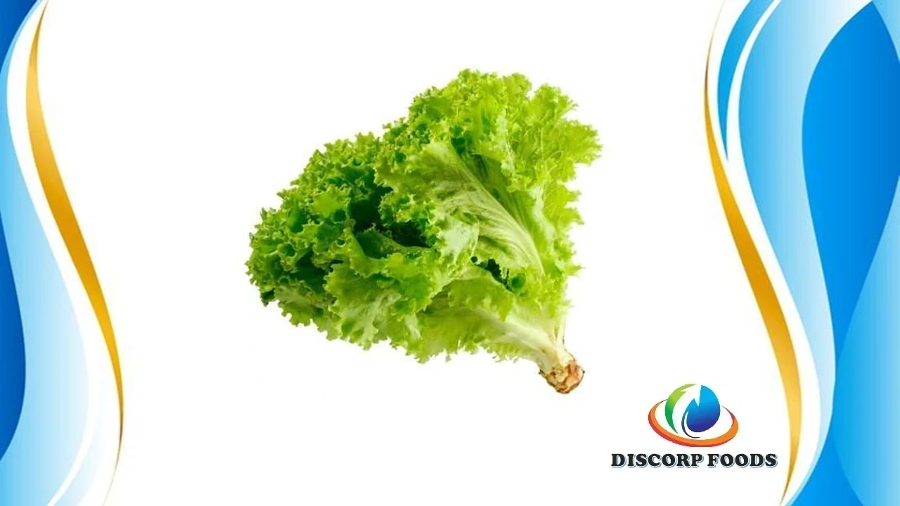 LECHUGA CRESPA ORGANICA