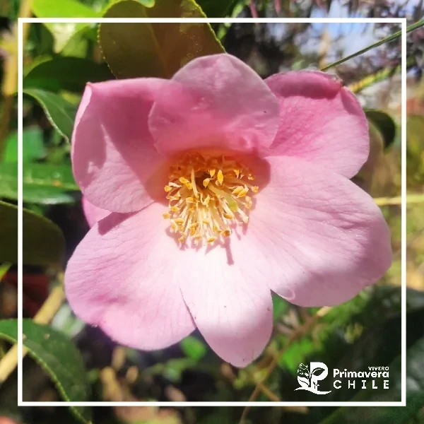 Camelia Rosada Enana