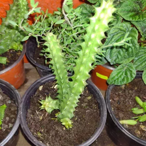 Suculenta huernia macrocarpa