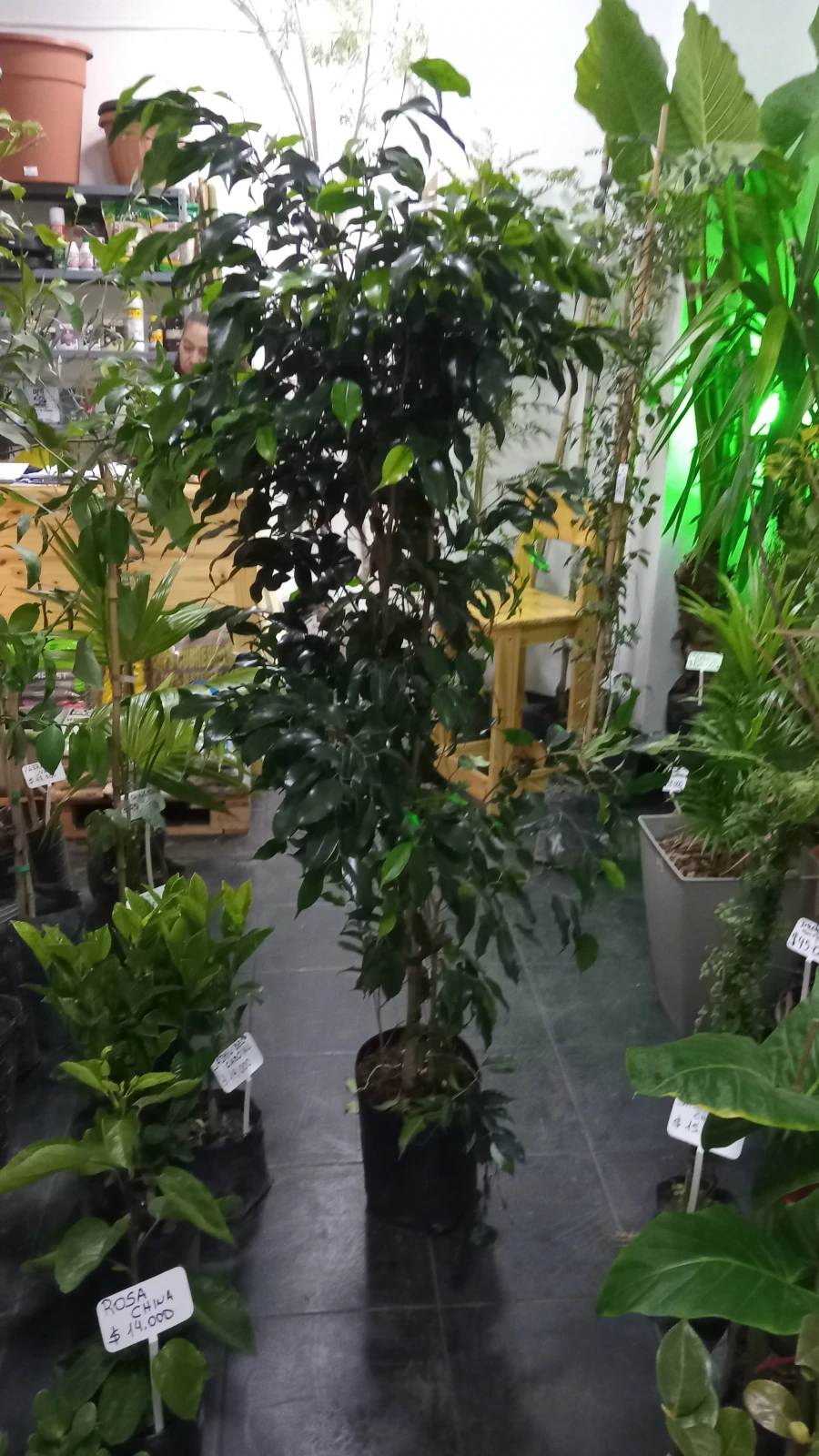 Ficus Arbol Grande 2