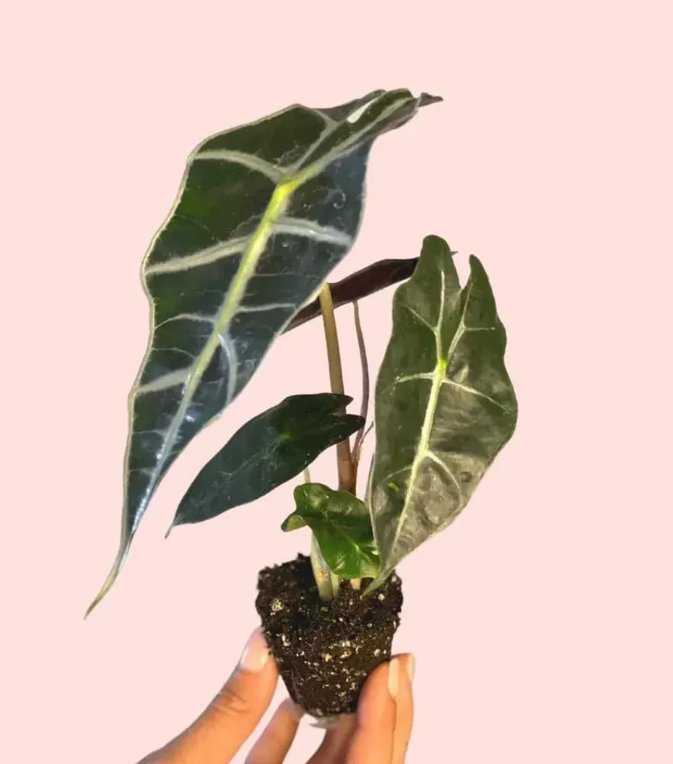 ALOCASIA AMAZÓNICA 2