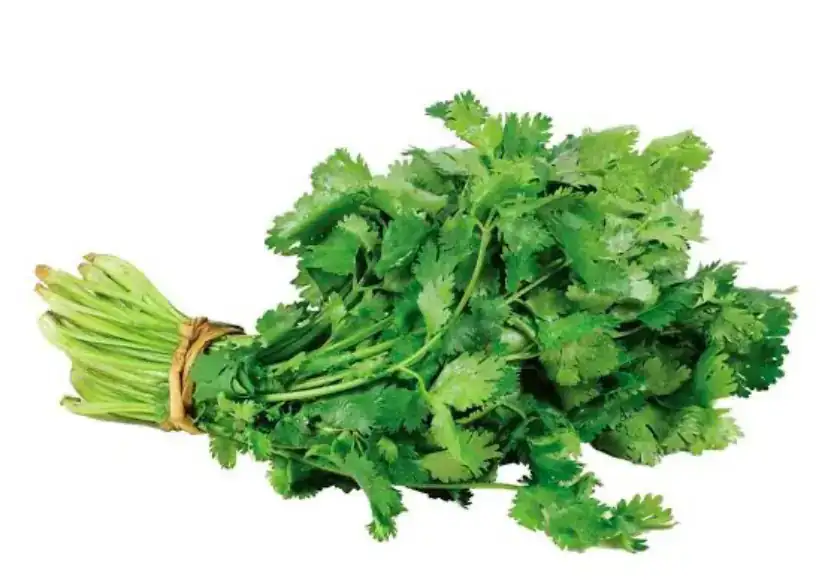 Cilantro