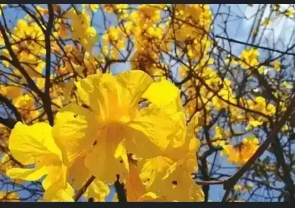 Lapacho Amarillo 