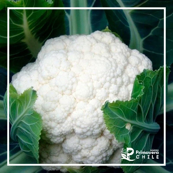 Semillas Coliflor Snowball "Y"