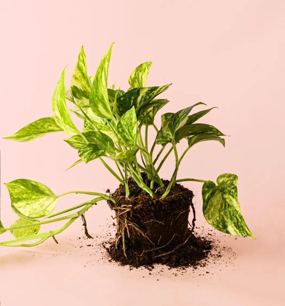 GOLDEN POTHOS