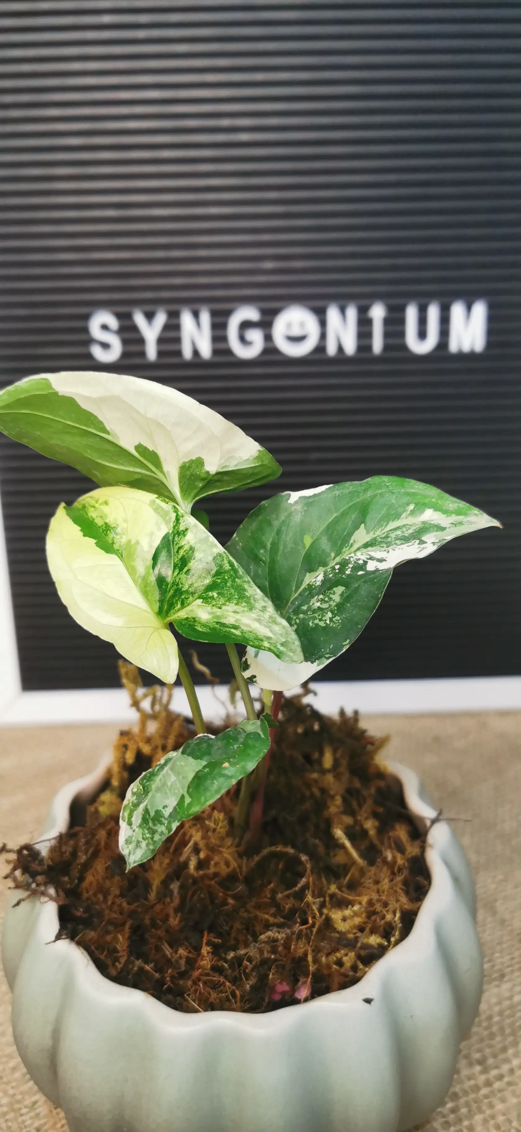 SYNGONIUM FANTASY