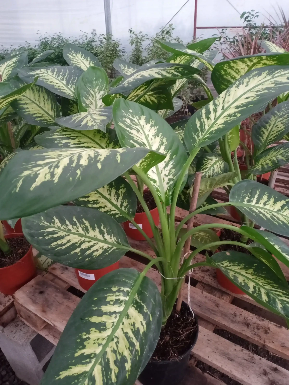 Tropic 