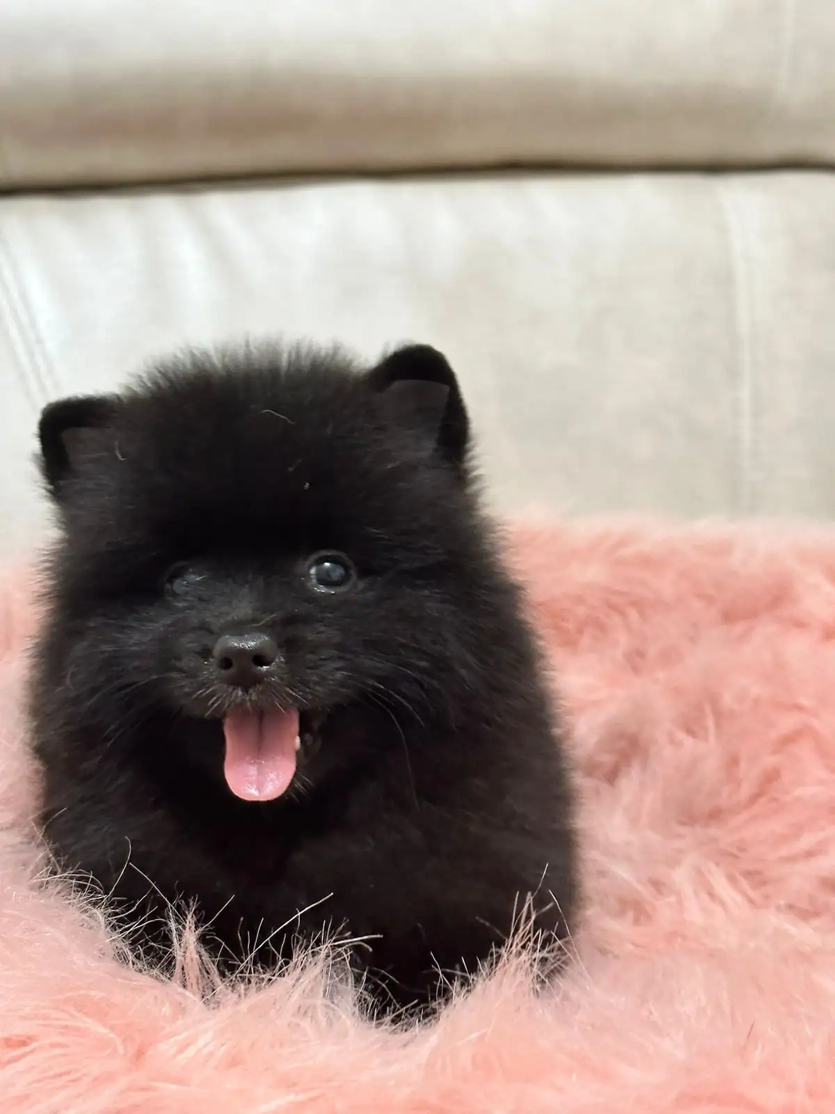 POMERANIA HEMBRA 🎀 2