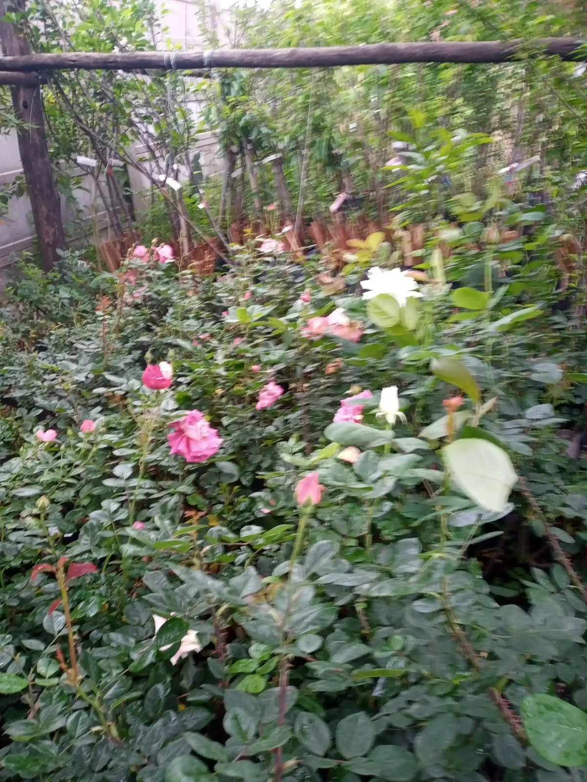 Rosas (Roja,blanca,rosada o amarilla) 7
