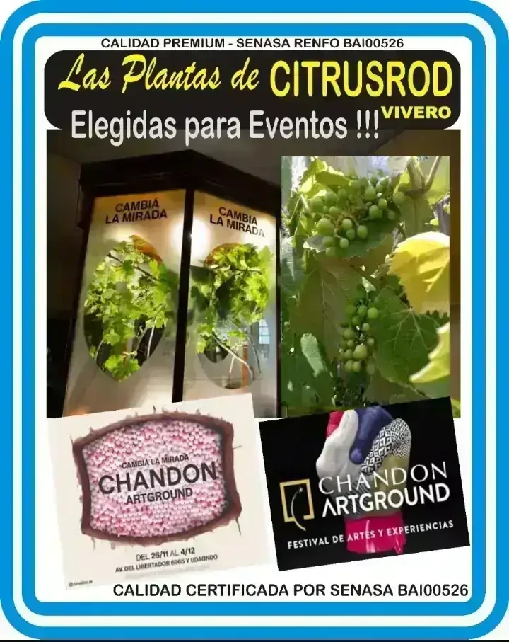 Mango rosado  4