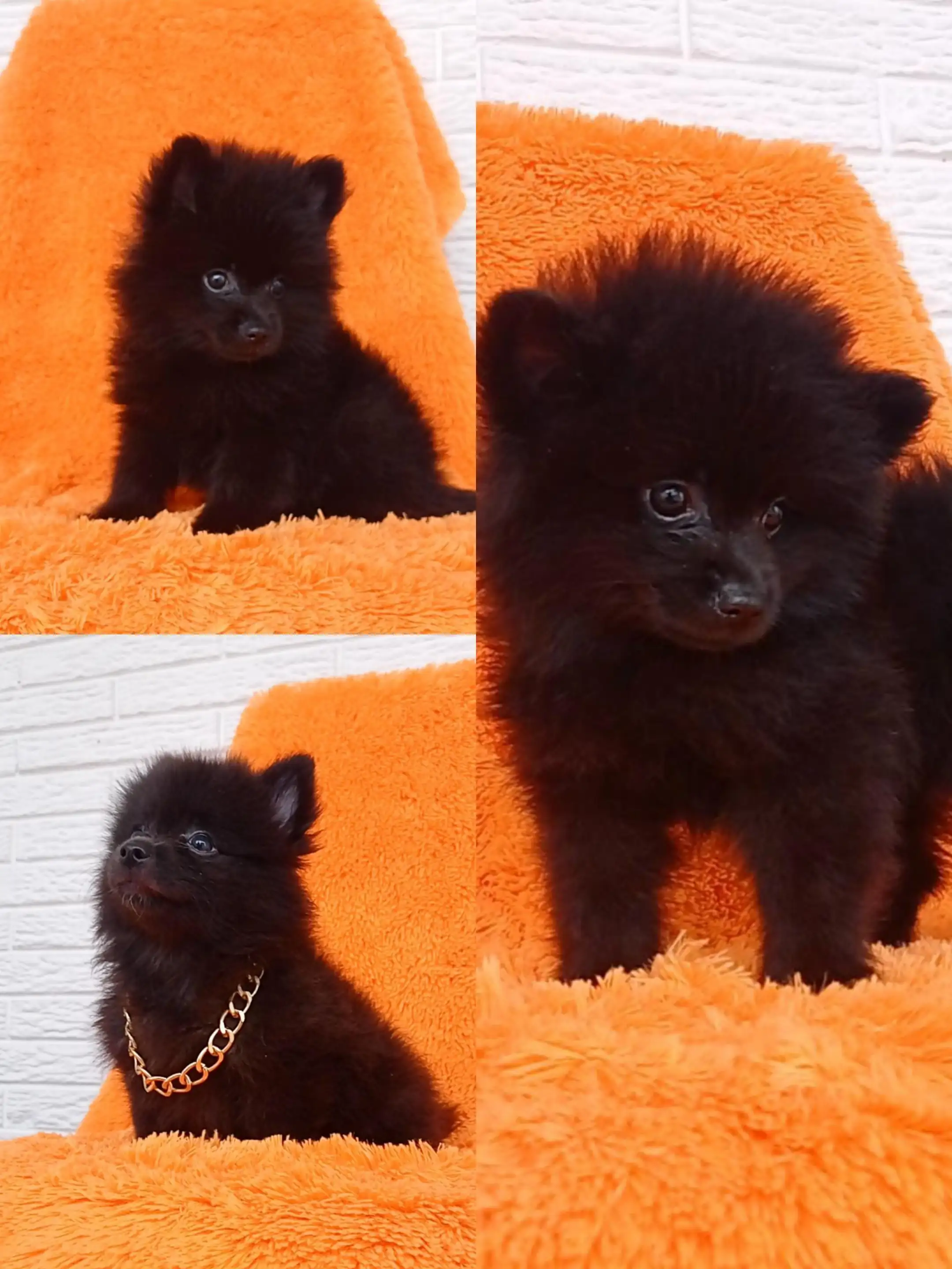 POMERANIA ❤️ MACHITO 