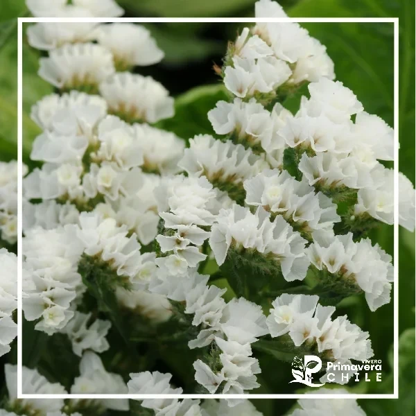 Semillas Estatice Sinuata Blanco