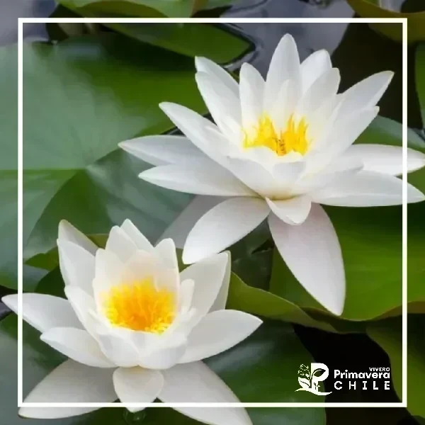 Nenúfar Alba / Nymphaea Alba
