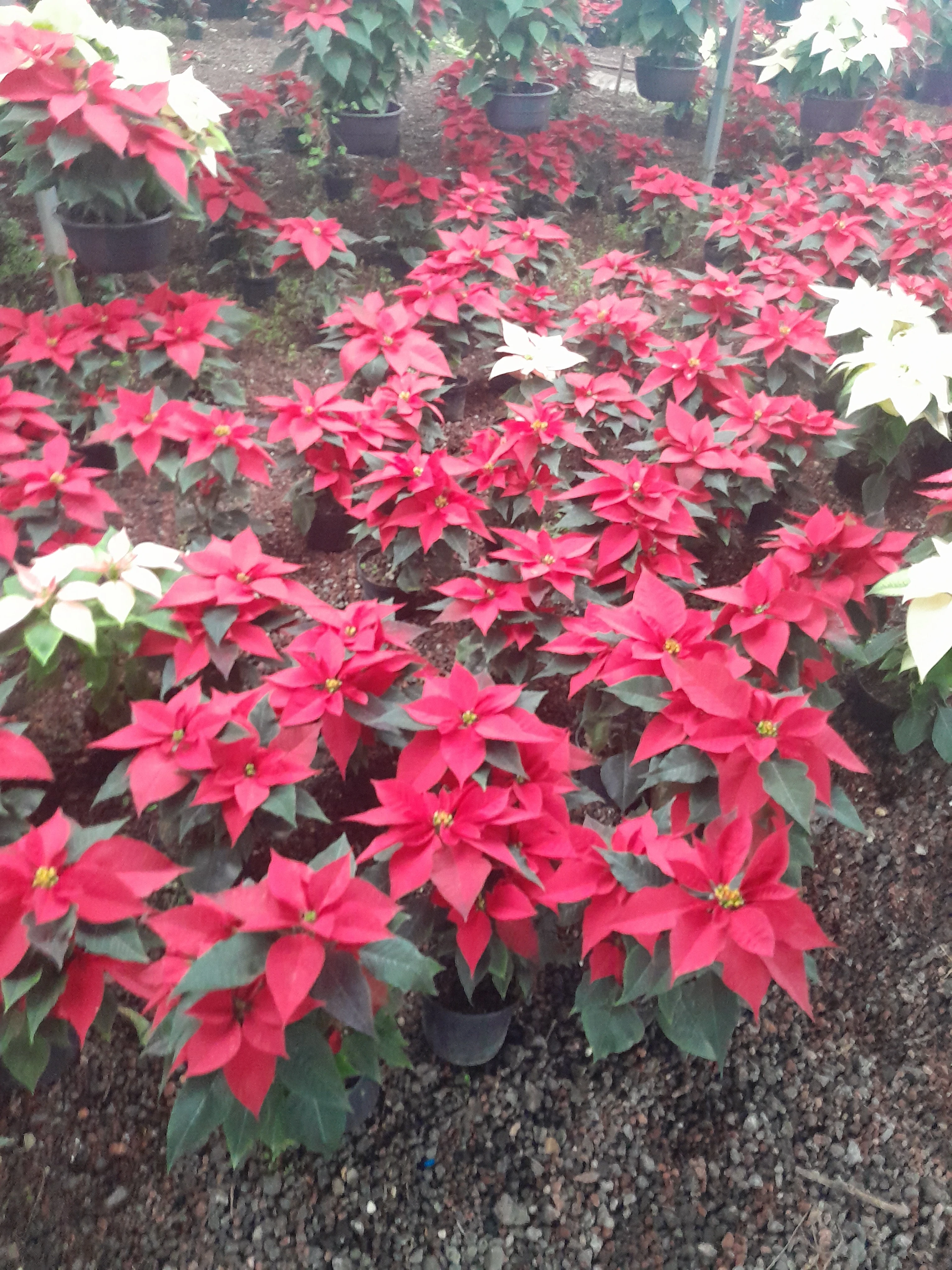 Nochebuena 5" roja 2