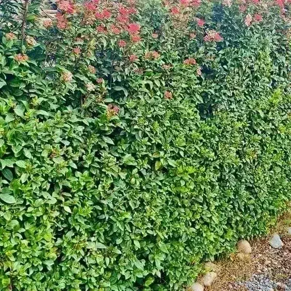 Laurentina  2