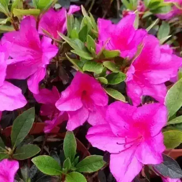 Azalea arbustiva Tamaños