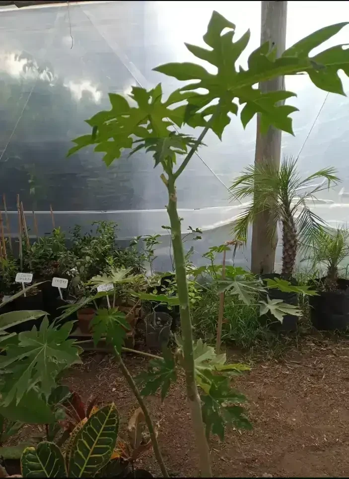Papaya Mamón  2