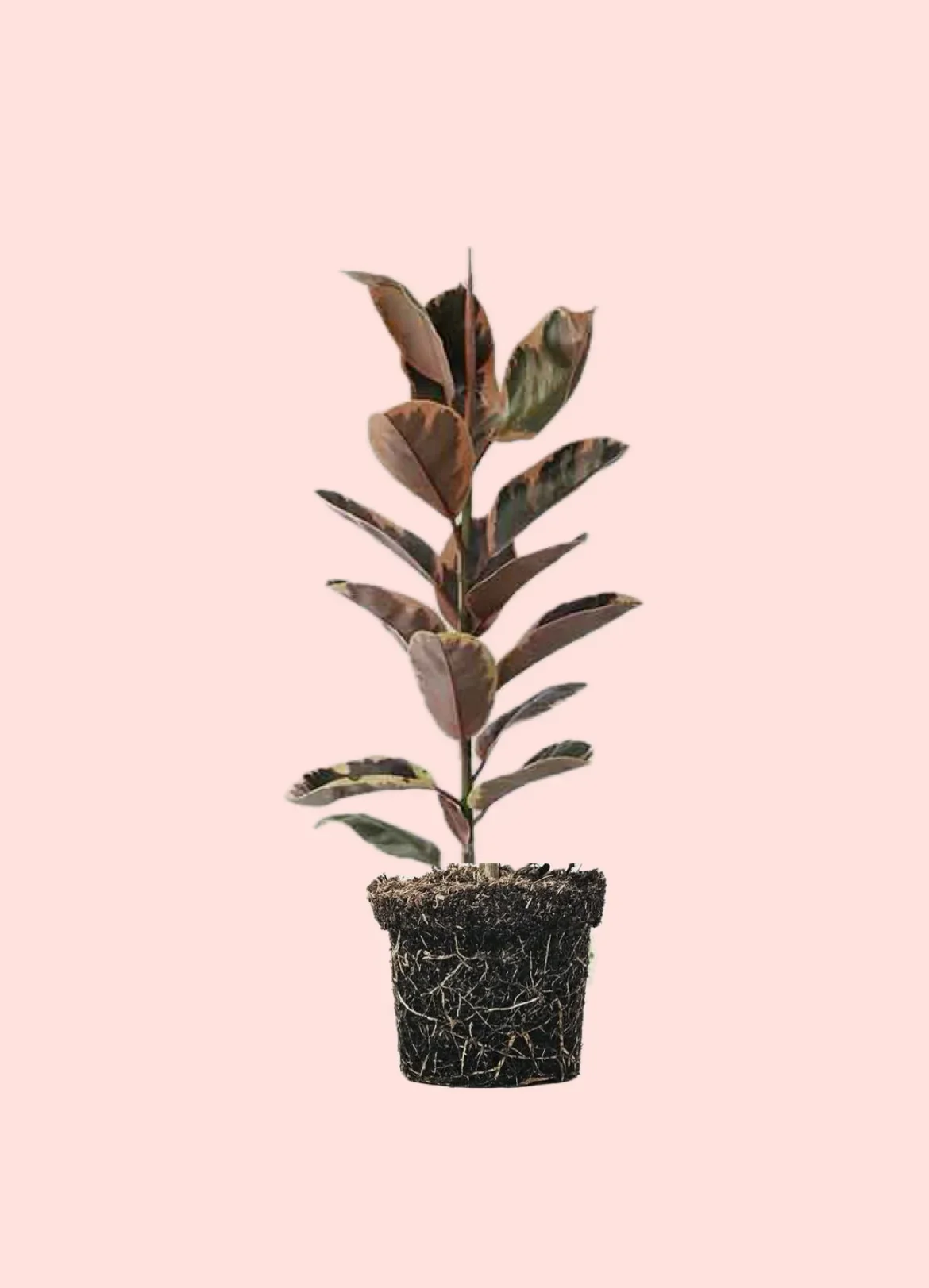FICUS RUBY