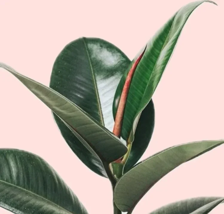 FICUS ELÁSTICA  2