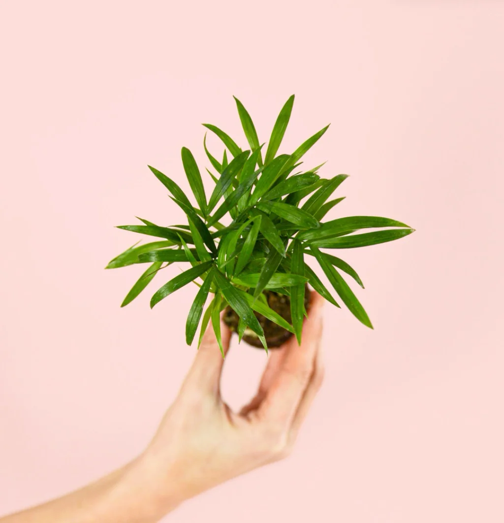 PALMA ARECA MINI 2