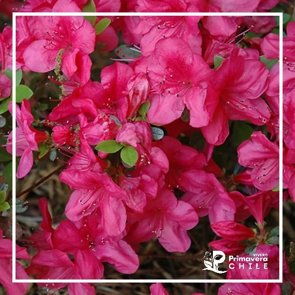 Azalea Mother's Day Simple Enana