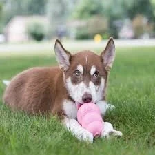 Kong puppy medium Rosado 3