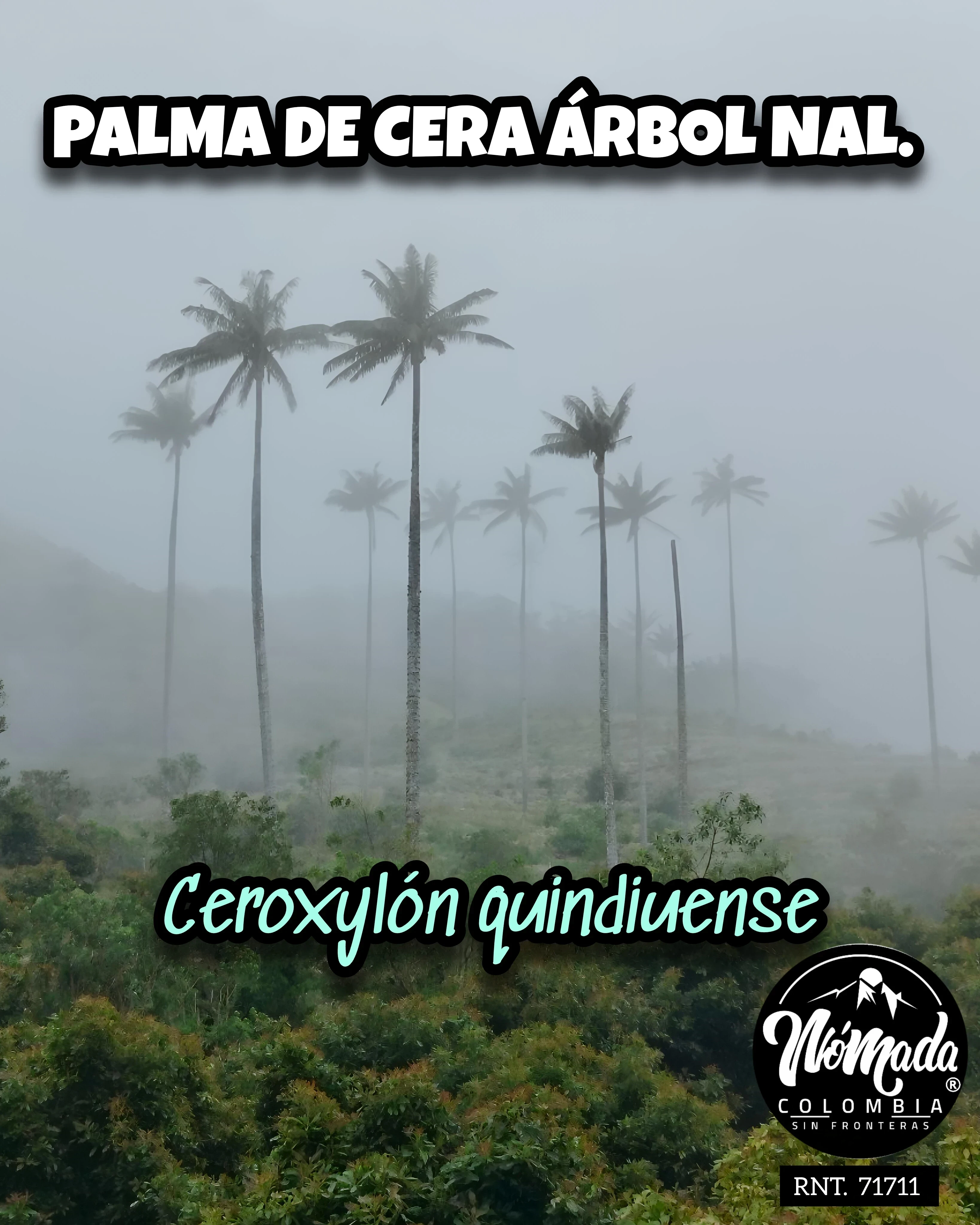 PARAMO DEL CHILÍ PIJAO QUINDÍO 5