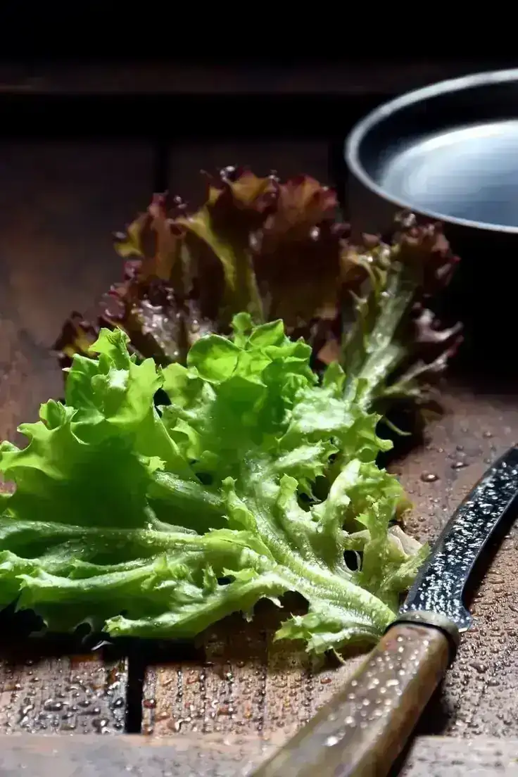 LECHUGA ESCAROLA 2